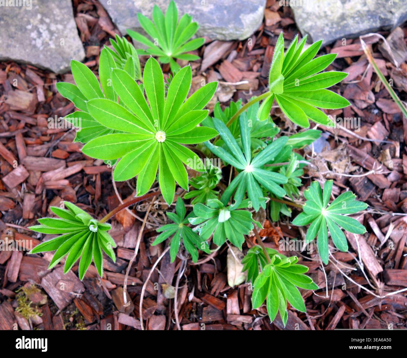 Eine kleine Pflanze mit grünen Blättern wächst durch braunen Mulch in einem Garten Stockfoto