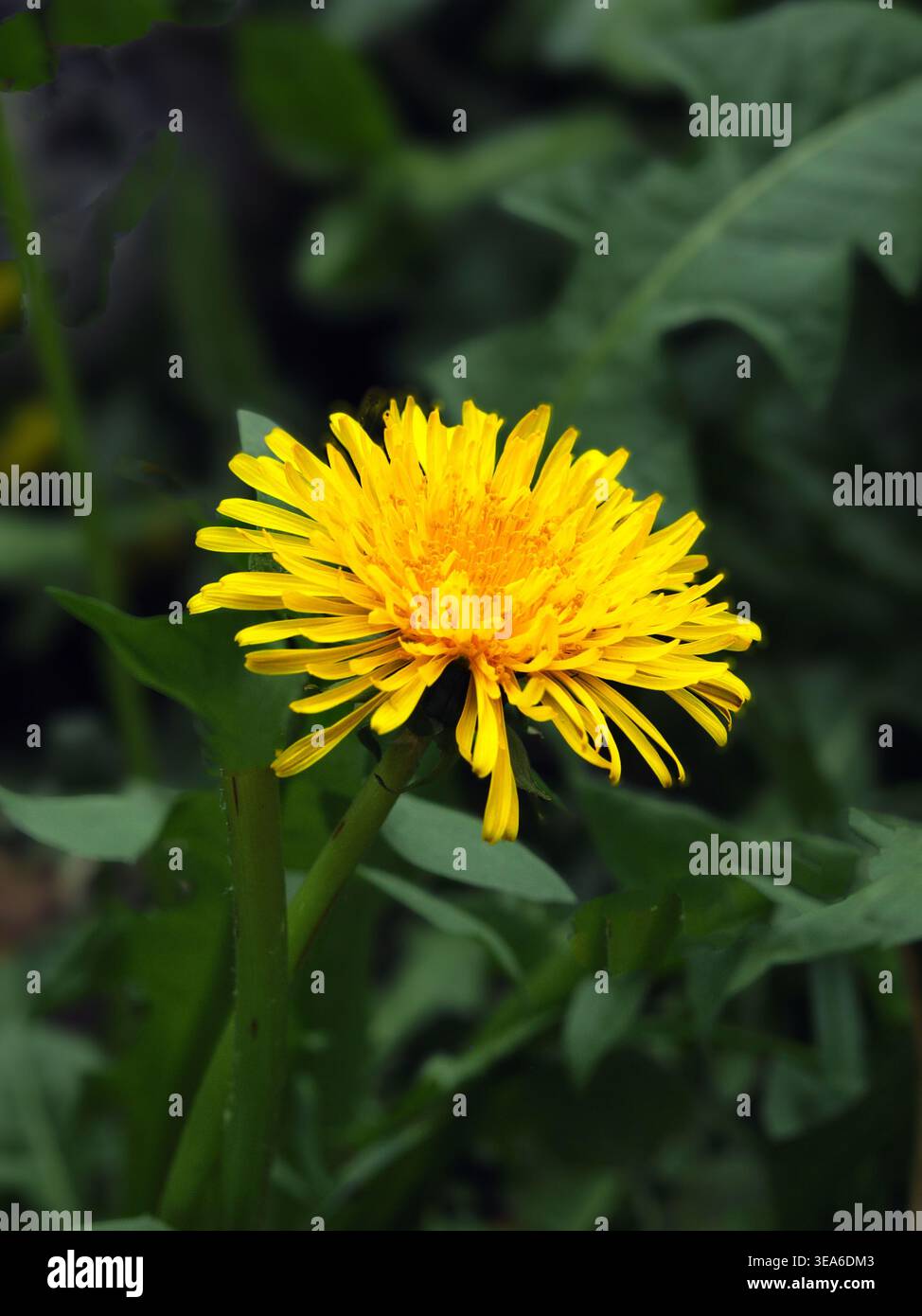Gewöhnlicher Löwenzahn blüht in einem englischen Garten. Diese gelbe Blume gehört zur Gattung Taraxacum und der Familie Asteraceae und gilt als Unkraut. Stockfoto