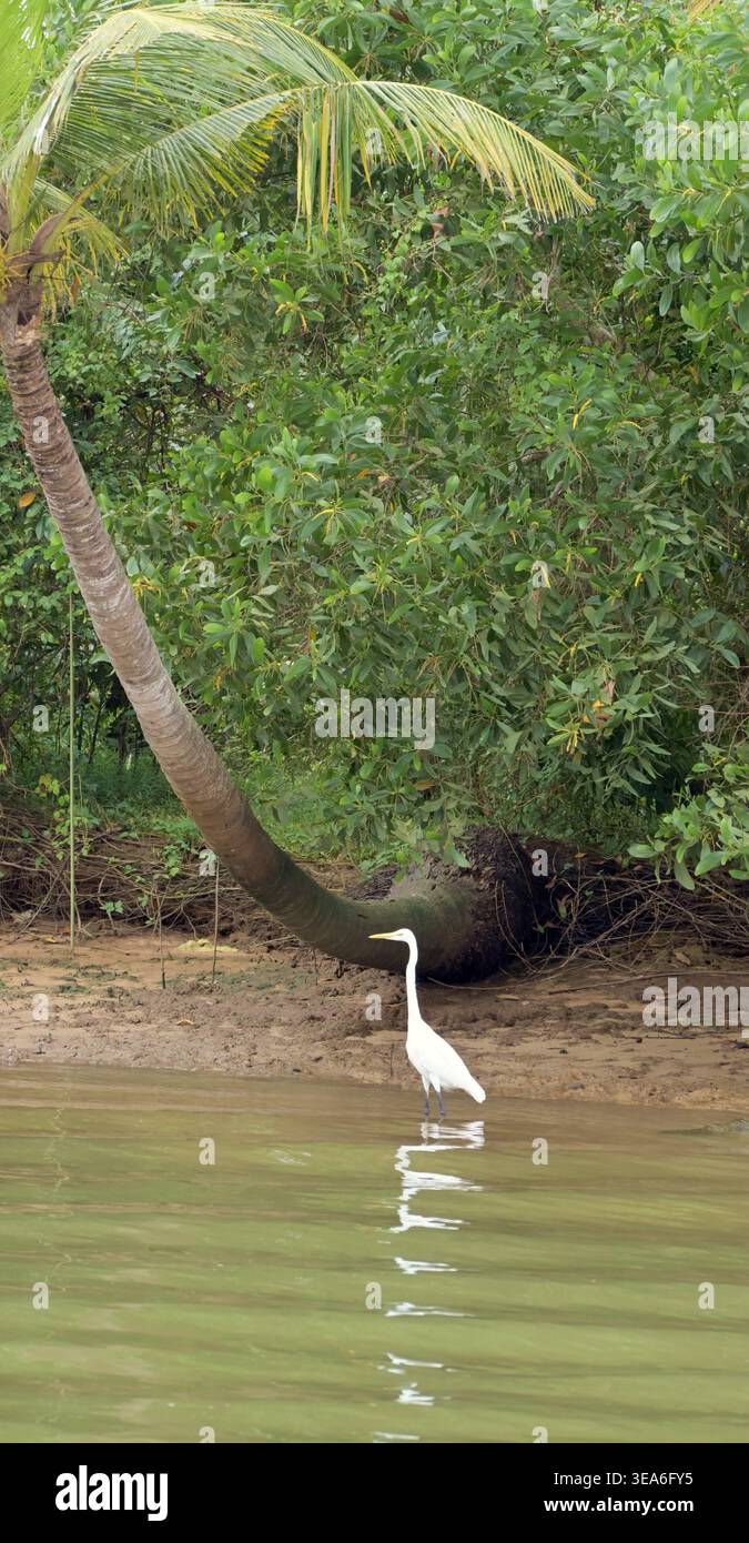 Heron, Bootsfahrt südlich von Kovalam, Kerala, Südindien Stockfoto