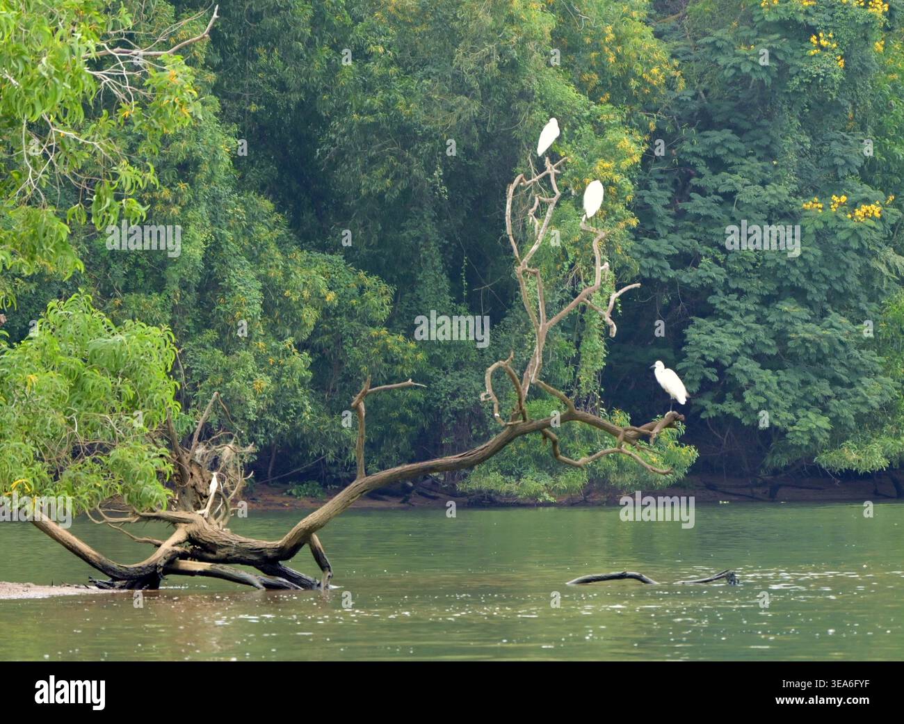 Heron, Bootsfahrt südlich von Kovalam, Kerala, Südindien Stockfoto