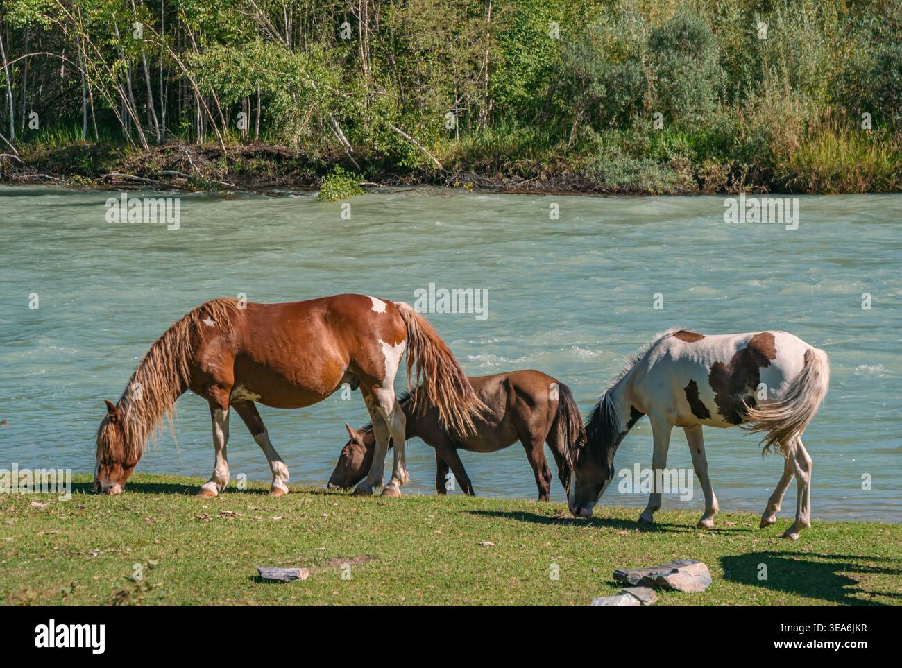 Wilde Pferde grasen friedlich am klaren Fluss Katun in der Region Altai an einem hellen Sommertag Stockfoto