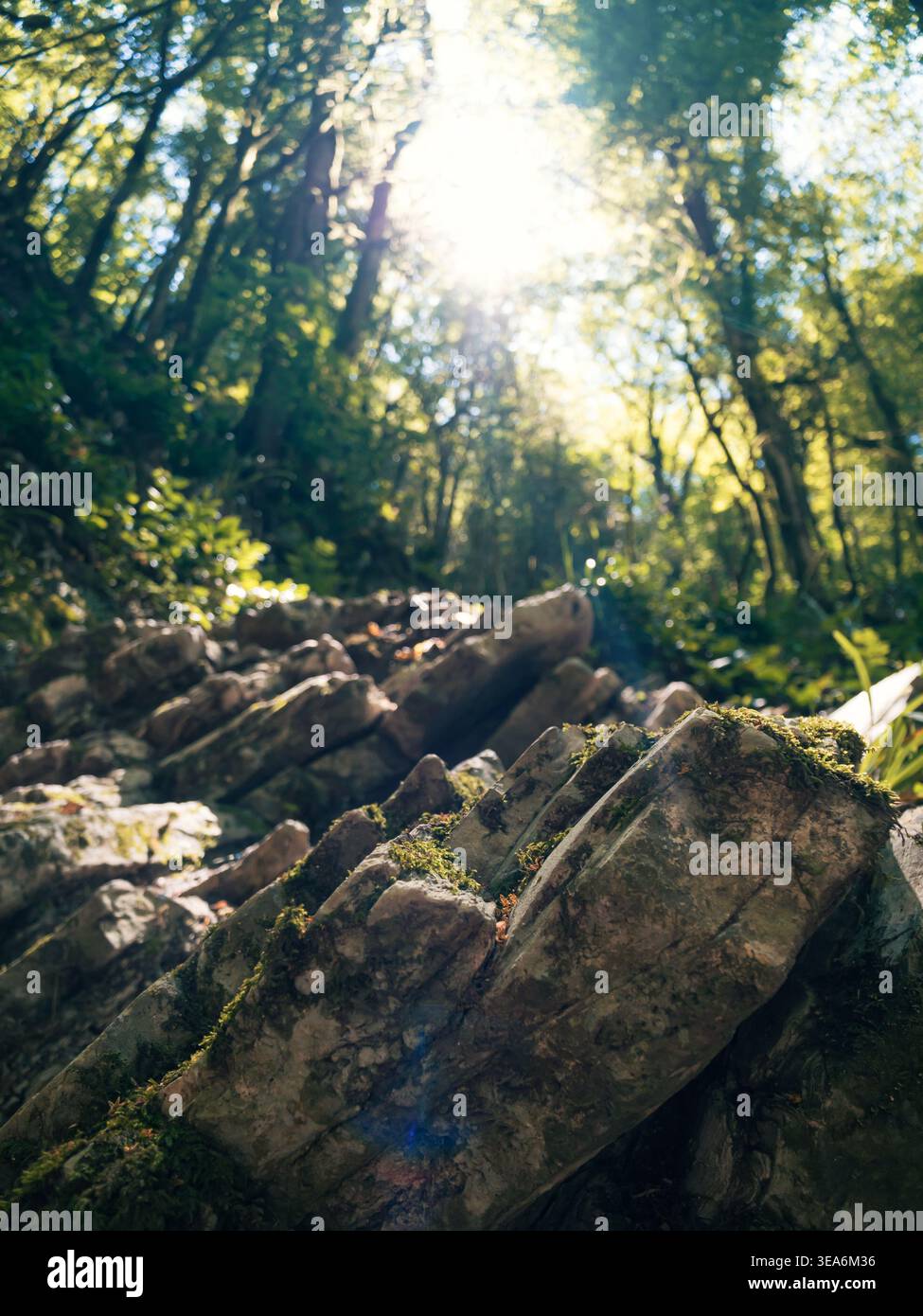 Üppig grüne Waldlandschaft mit Sonnenlicht, das die antiken Felsschichten während der Erkundung am Tag beleuchtet Stockfoto