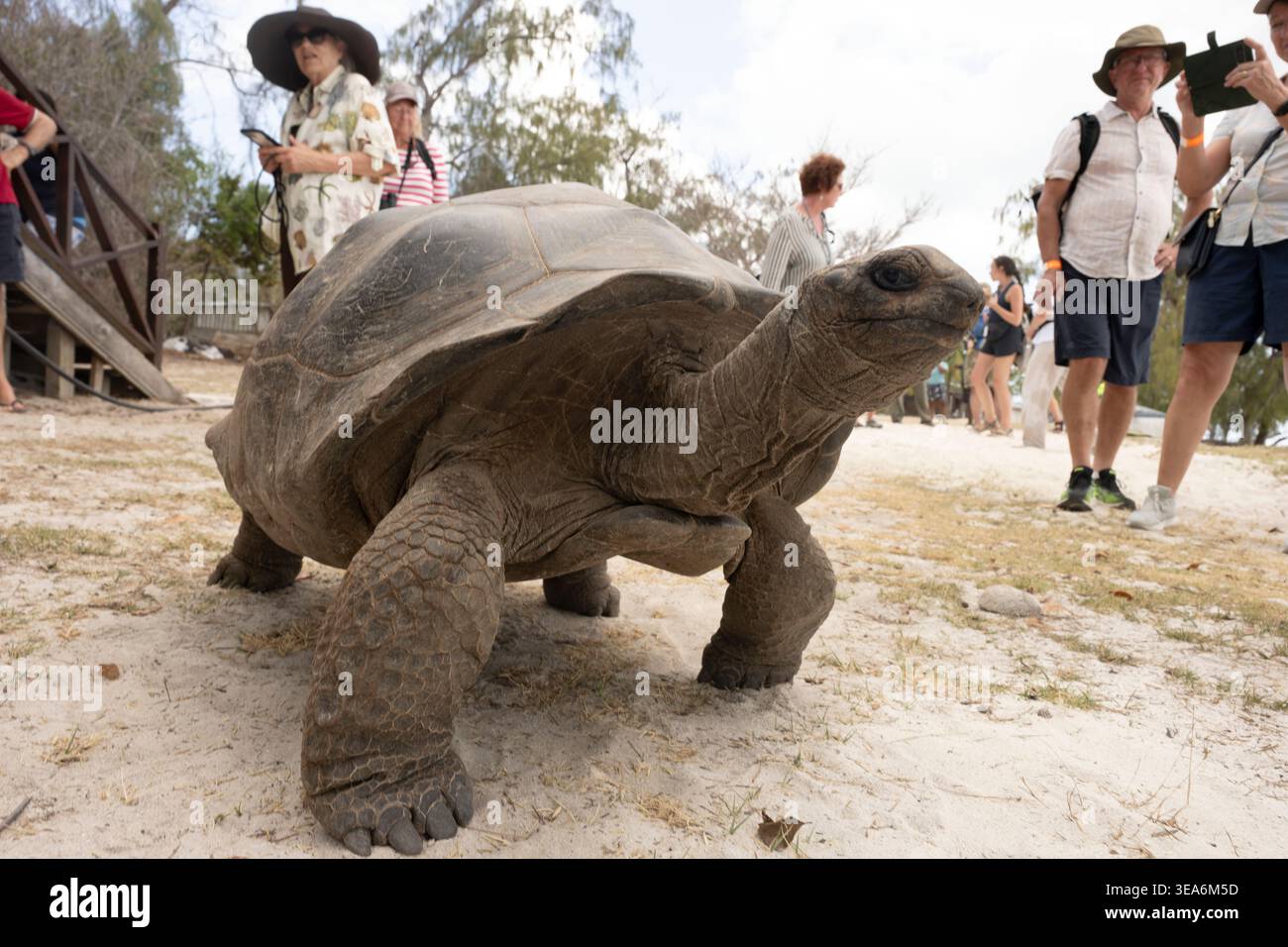 Eine Riesenschildkröte (Aldabrachelys gigantea) zieht die Aufmerksamkeit der Passagiere auf einem Expeditionskreuzfahrtschiff, dem Aldabra Atoll, den Seychellen und dem Indischen Ozean, auf sich Stockfoto