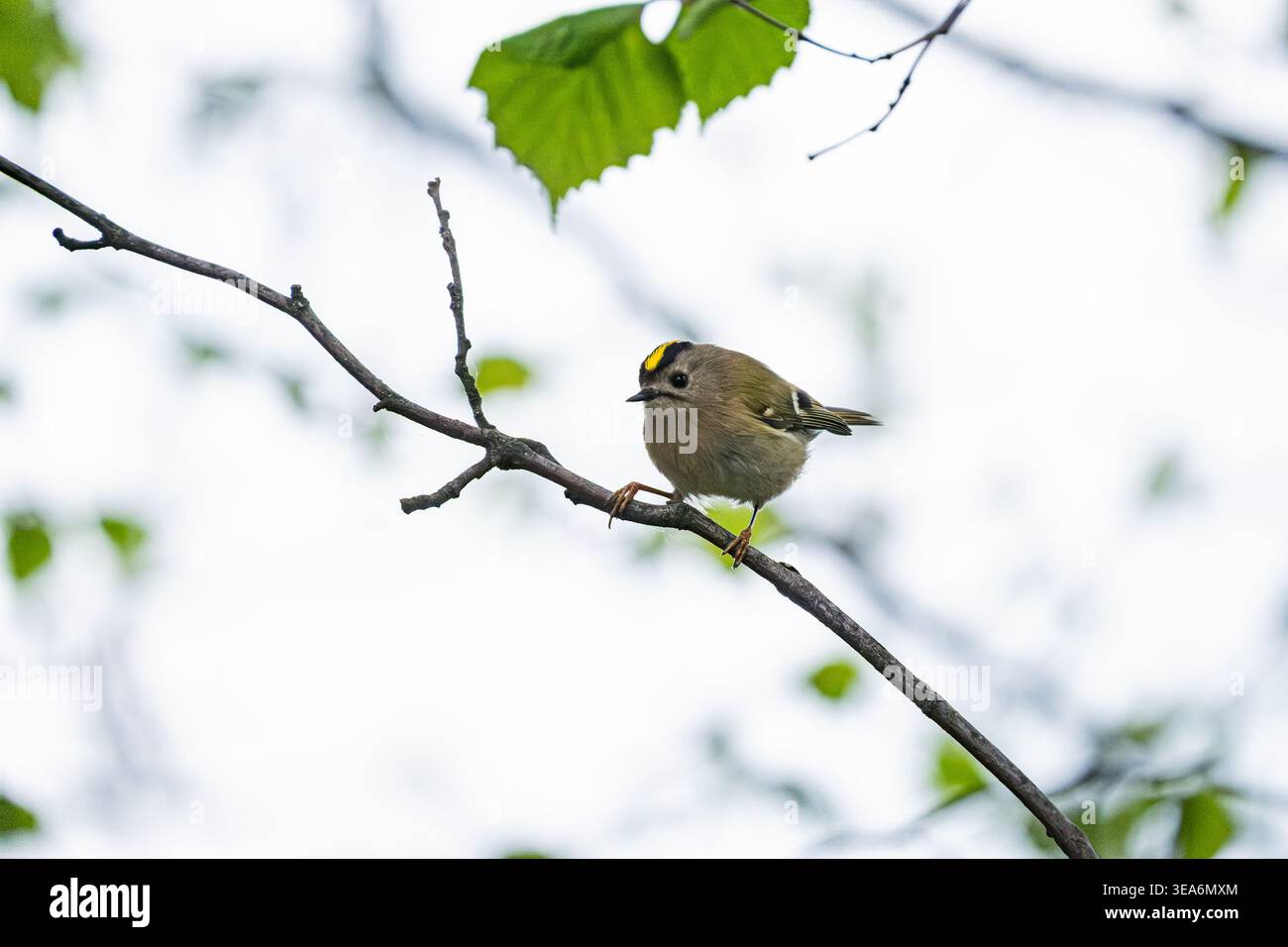 Europas kleinster Vogel, der Goldcrest, hält kurz an einem schlanken Zweig inne und zeigt sein leuchtendes gelbes Wappen vor einem weichen Frühlingsbändchen Stockfoto