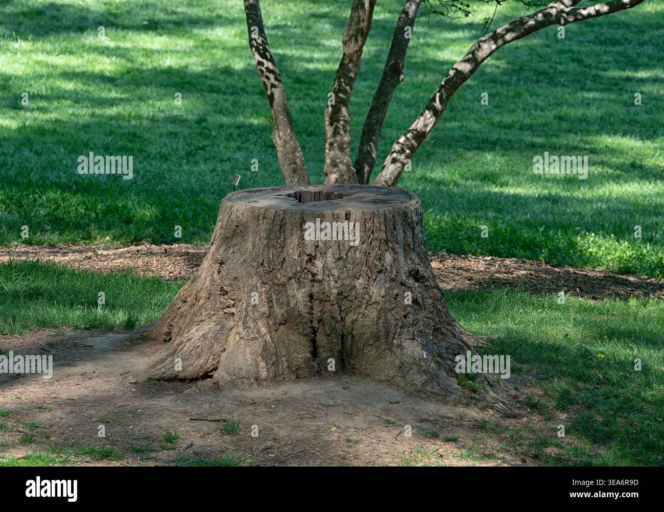Ein Baumstumpf in einem öffentlichen Park Stockfoto