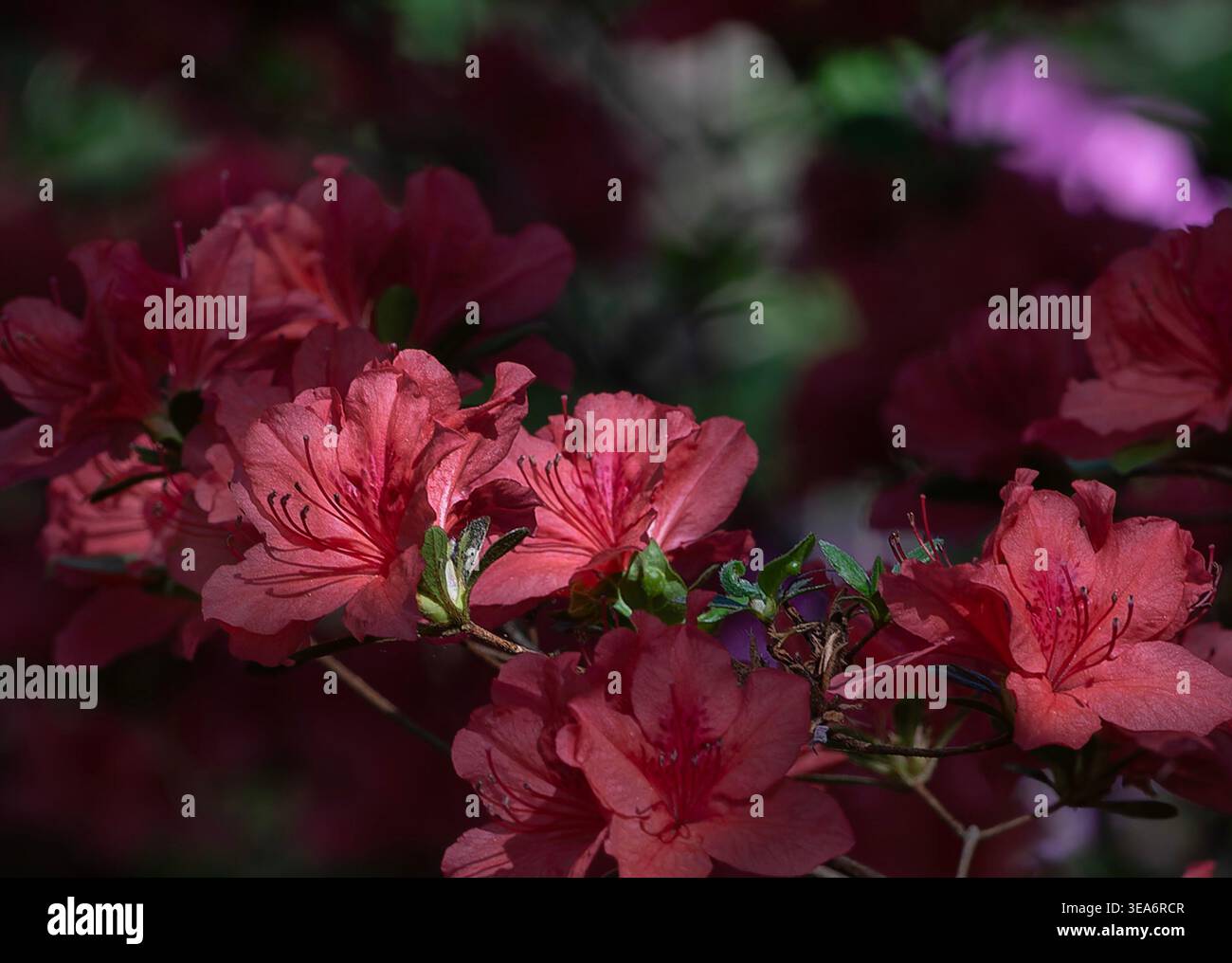 Azaleen vor rotem Hintergrund Stockfoto
