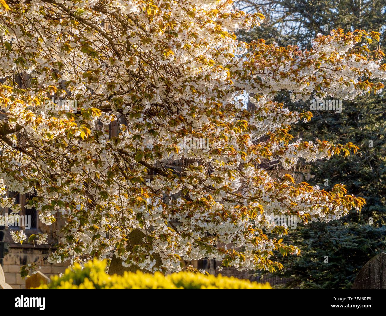 Weiße Blüte eines Kirschbaums auf dem Friedhof der St. John the Baptist Church, Tideswell, Derbyshire, England, Großbritannien Stockfoto