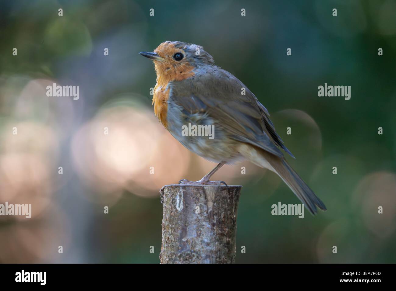 Europäischer Rotkehlchen (Erithacus rubecula), der in einem Seitenprofil auf einem geschnittenen Holzpfosten oder Holzstamm thront und in warmes goldenes Licht mit weichem Pfirsich und grünem Bokeh getaucht ist. Stockfoto