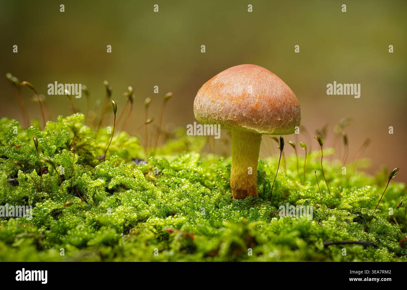 Nahaufnahme von Pilzen im Wald auf moosigem Boden Stockfoto