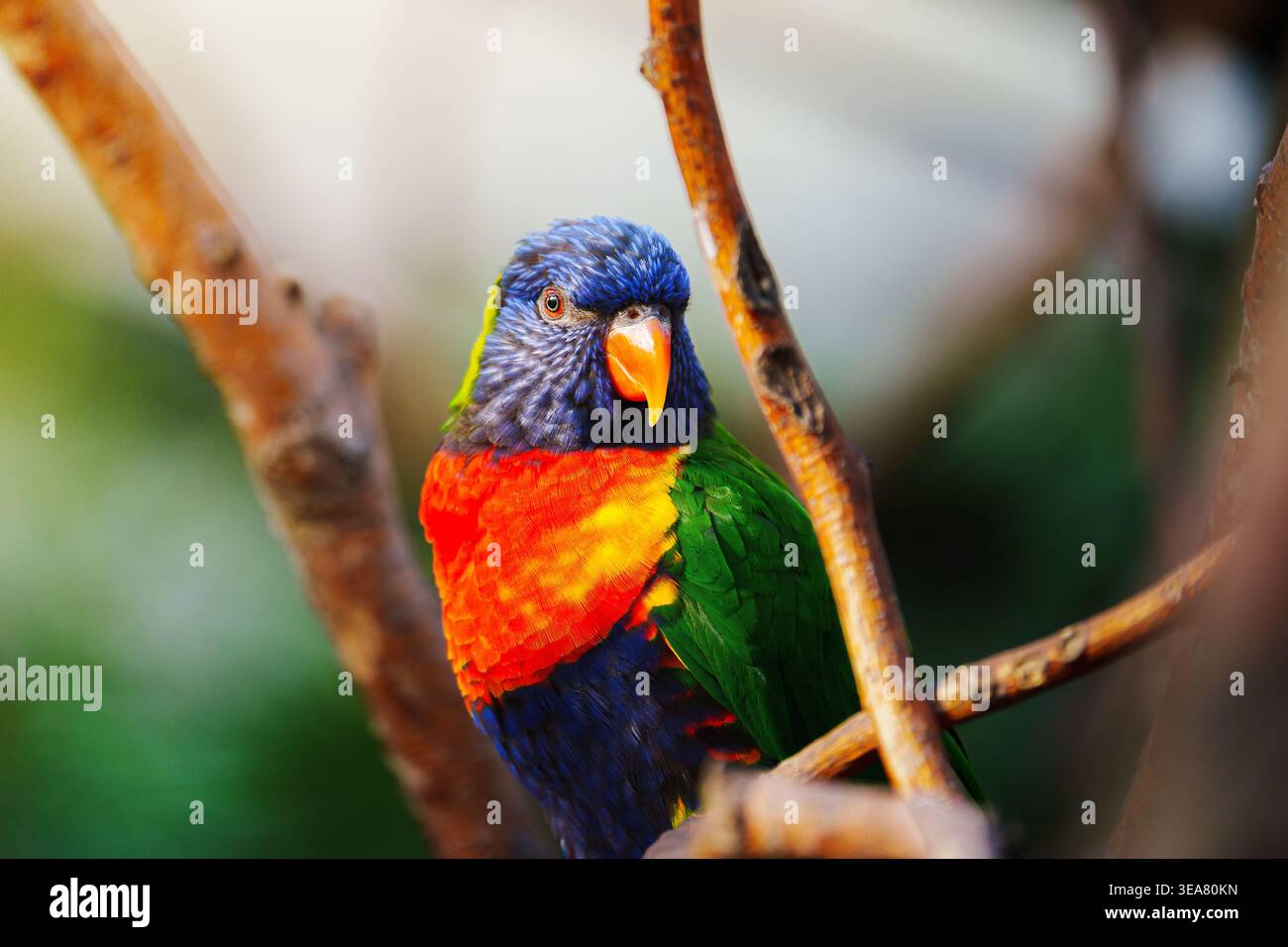 Farbenfroher Papagei aus nächster Nähe auf Ast, lebendiger tropischer Vogel mit hellen Federn und scharfem Schnabel, detailreiches Tierporträt Stockfoto