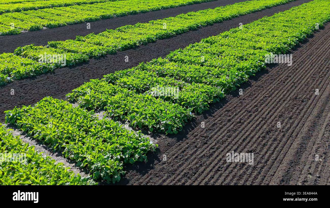 Grüne Feldreihen auf Ackerland. Helle Reihen von grünem Blattgemüse wachsen auf dunklem Kulturboden, was eine gesunde landwirtschaftliche Produktion zeigt und organisiert Stockfoto
