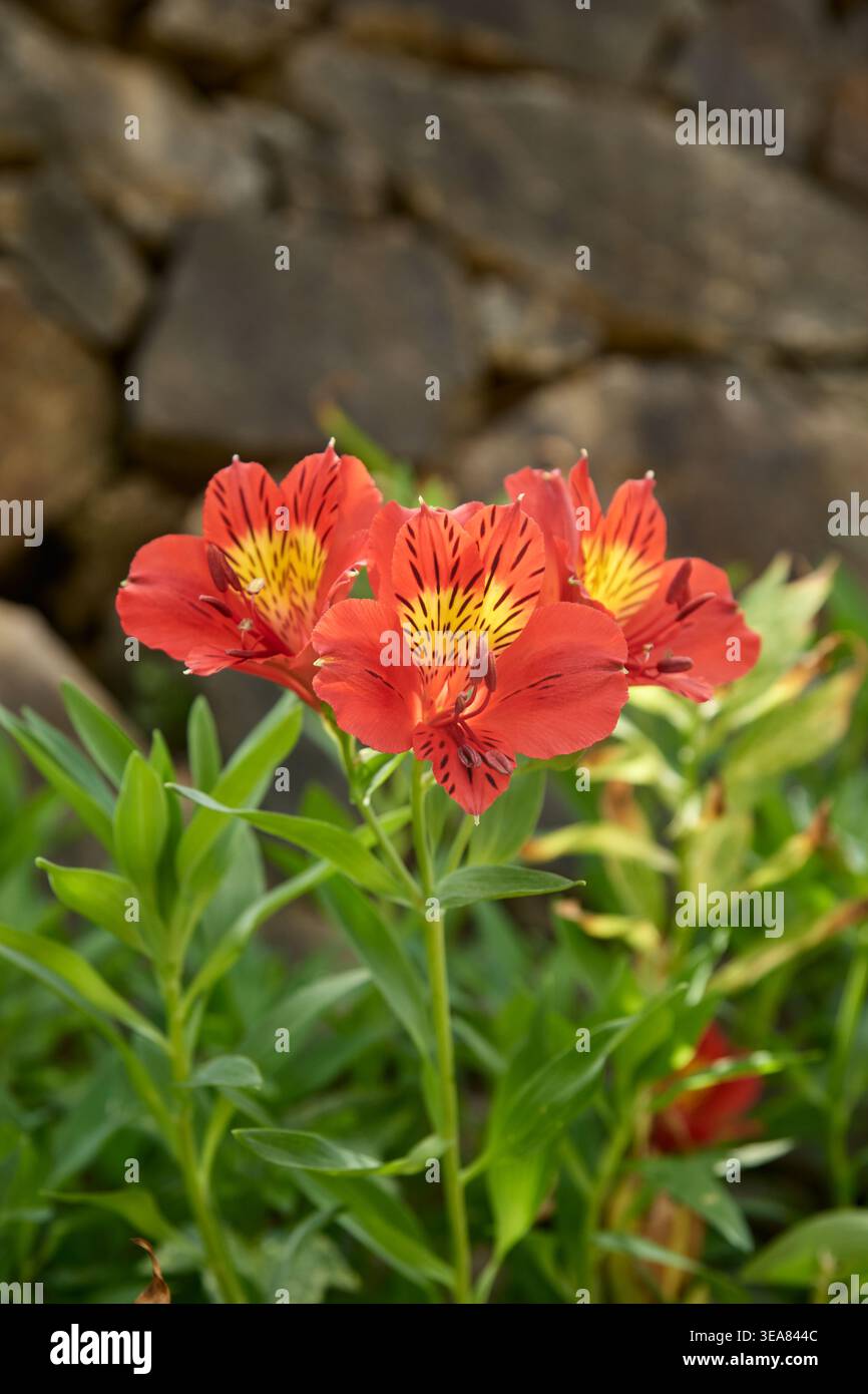 Rote Alstroemeria Blumen mit gelben Zentren und dunklen Flecken, weicher Fokus Outdoor Garten Hintergrund Stockfoto