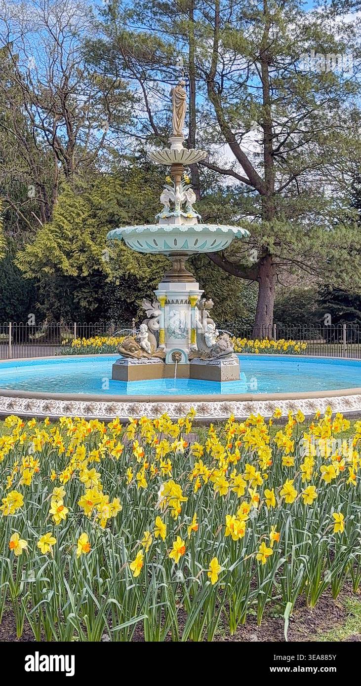 Aberdare, Wales, Großbritannien - 2. April 2026: Reich verzierter Krönungsbrunnen von 1911 umgeben von Narzissen in Blume im Aberdare Park. - Smartphone-aufgenommenes Stockfoto