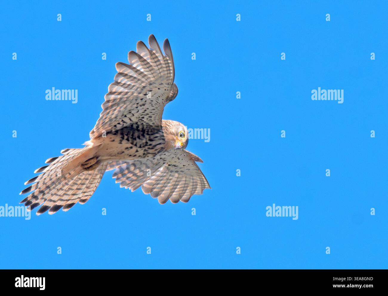 Kestrel schweben Seaton Devon Stockfoto
