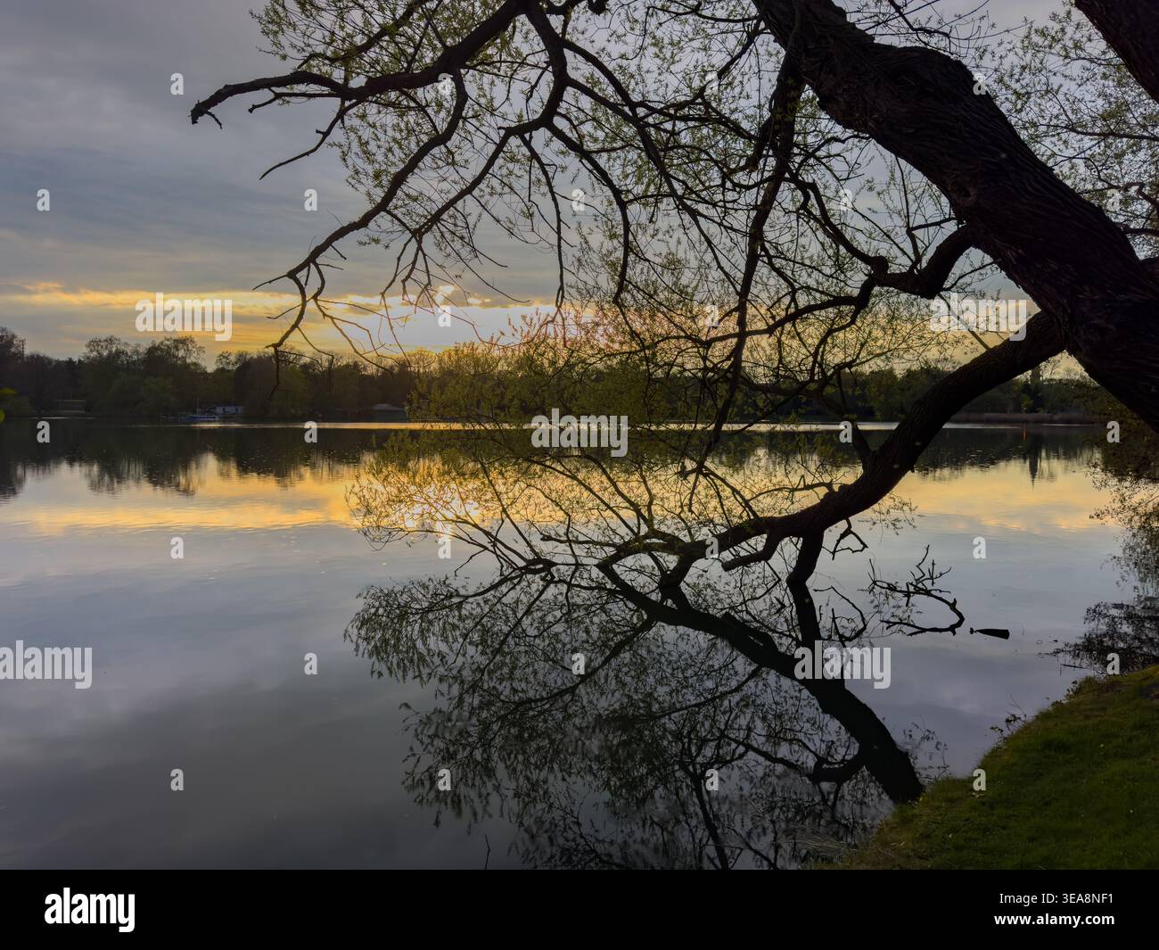 Sonnenuntergang auf dem See mit der Silhouette einer Trauerweide Stockfoto