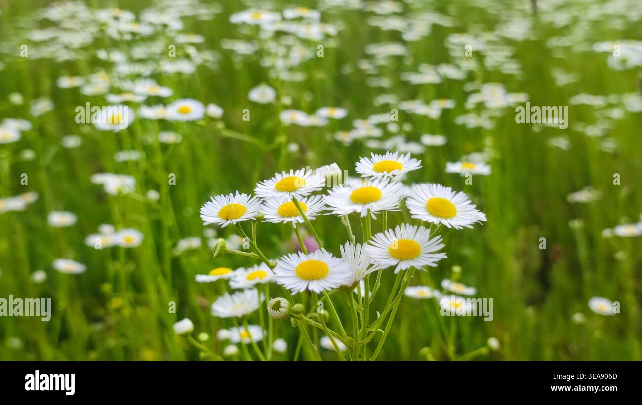 Chamomiles an sonnigen Sommertagen. Weiße Wildblume. Heilpflanze. Sammlung der Apothekenkamille für Kamillentee. Gänseblümchenblume Hintergrund Stockfoto
