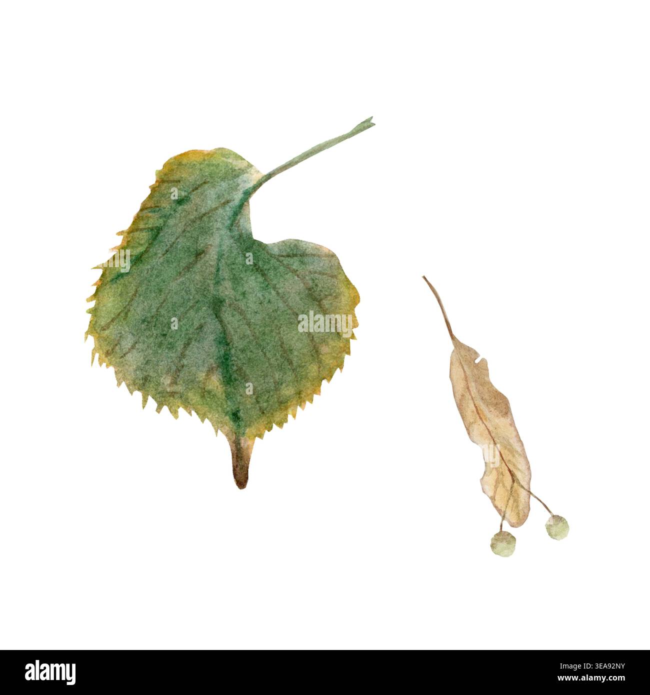 Ein Herbst-Set mit einem grünen Blatt und Lindensamen, handbemalt in Aquarell auf einem isolierten Hintergrund. Einfache Clip-Art für die Herbsteinrichtung und Stockfoto