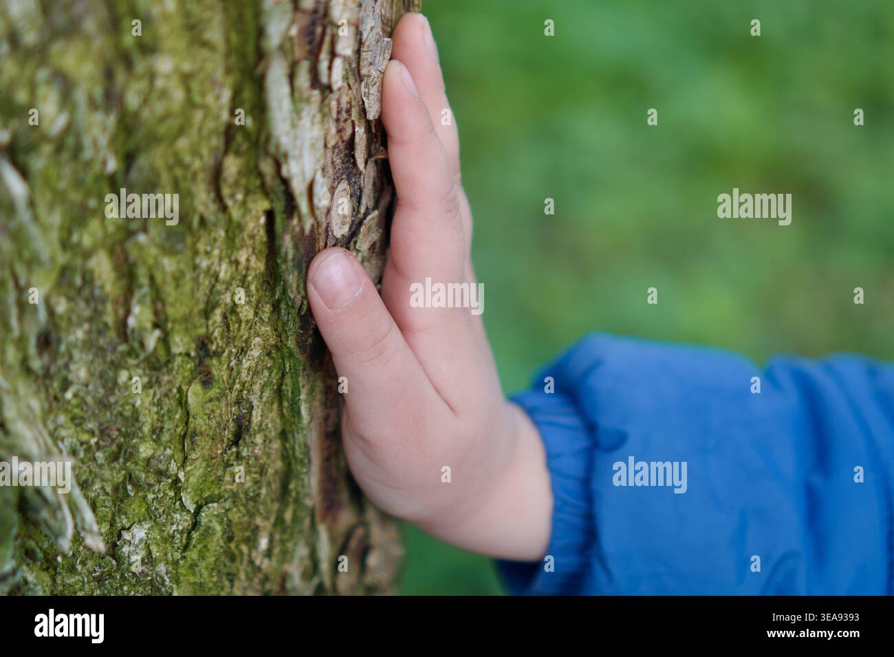 Nahaufnahme der Hand eines kleinen Kindes, die sanft gegen die raue, moosige Rinde eines Baumes gedrückt wurde. Aufnahme in einem Wald oder Park mit sanfter natürlicher Beleuchtung. Symbol o Stockfoto