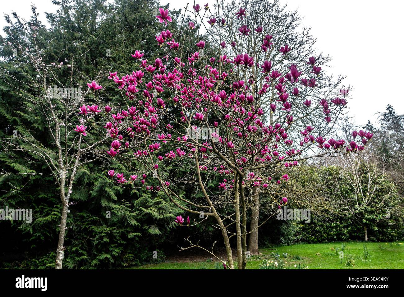 Ein blühender rosafarbener Magnolia liliiflora-Baum in einem Garten in Dublin, Irland, vor dem Hintergrund von immergrünen und Laubbäumen. Stockfoto