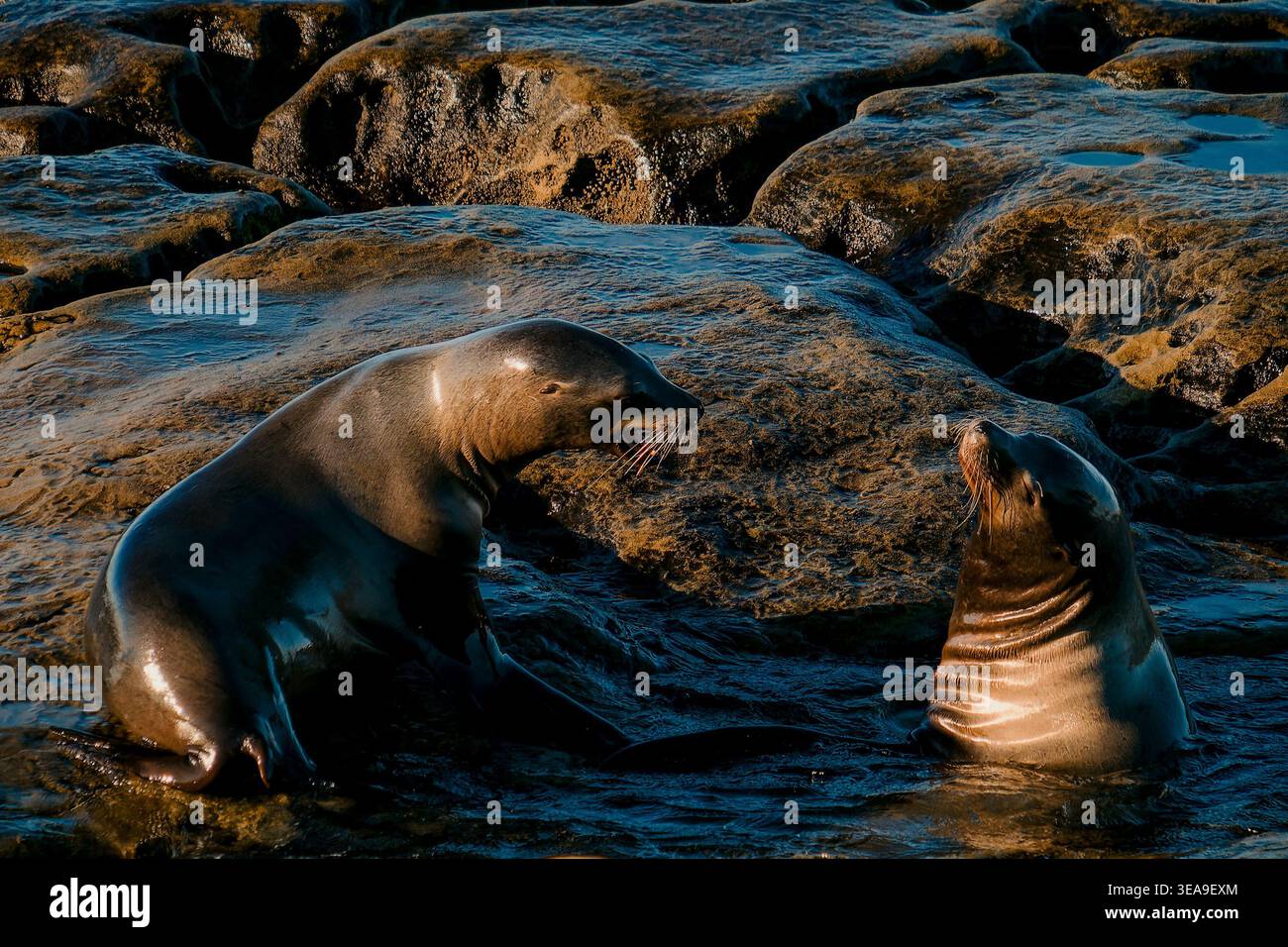 Zwei Meeressäuger Engagieren Sich In Der Nähe Von Reflective Rocks At Sunset In Friedlicher Vocal- Und Visual-Kommunikation Stockfoto