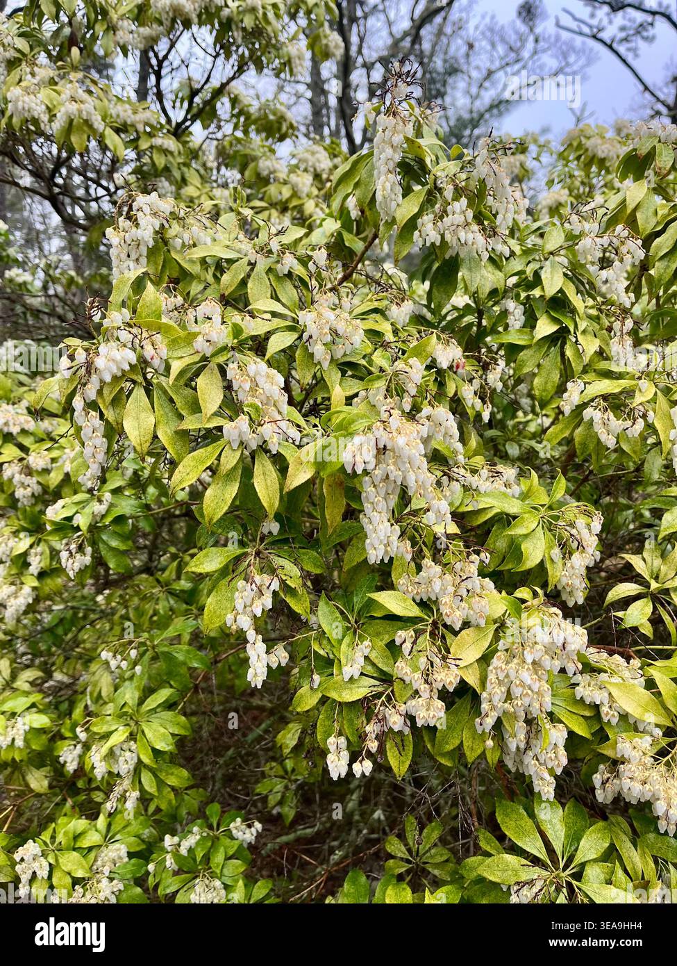 Japanische andromeda entlang des Black Forest Trail im nördlichen Zentrum von Pennsylvania. Stockfoto