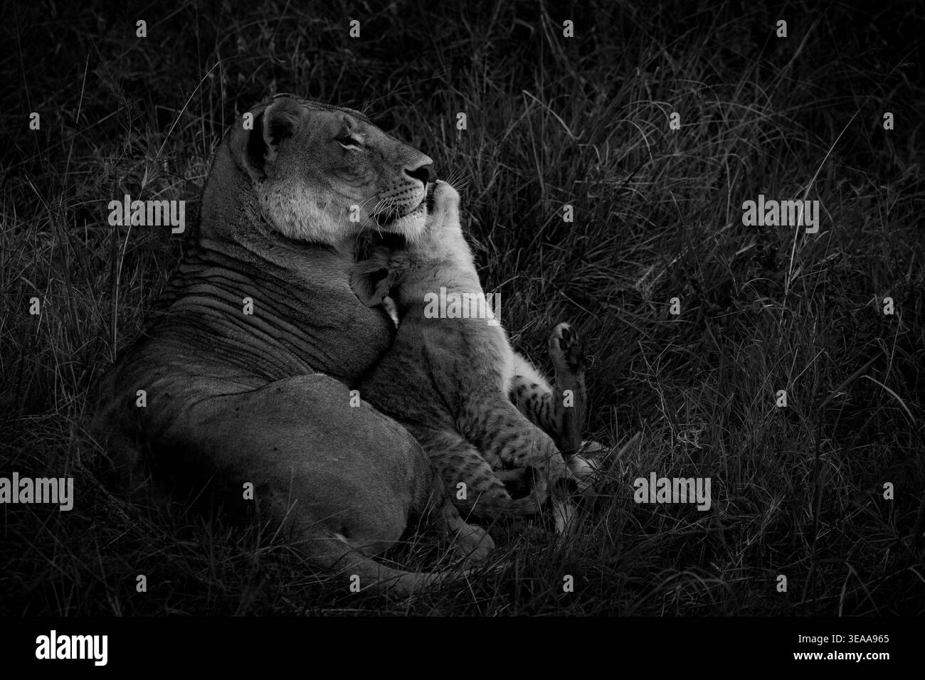 Löwin mit Jungtier zeigt Zuneigung im Maasai Mara National Reserve, Kenia Stockfoto