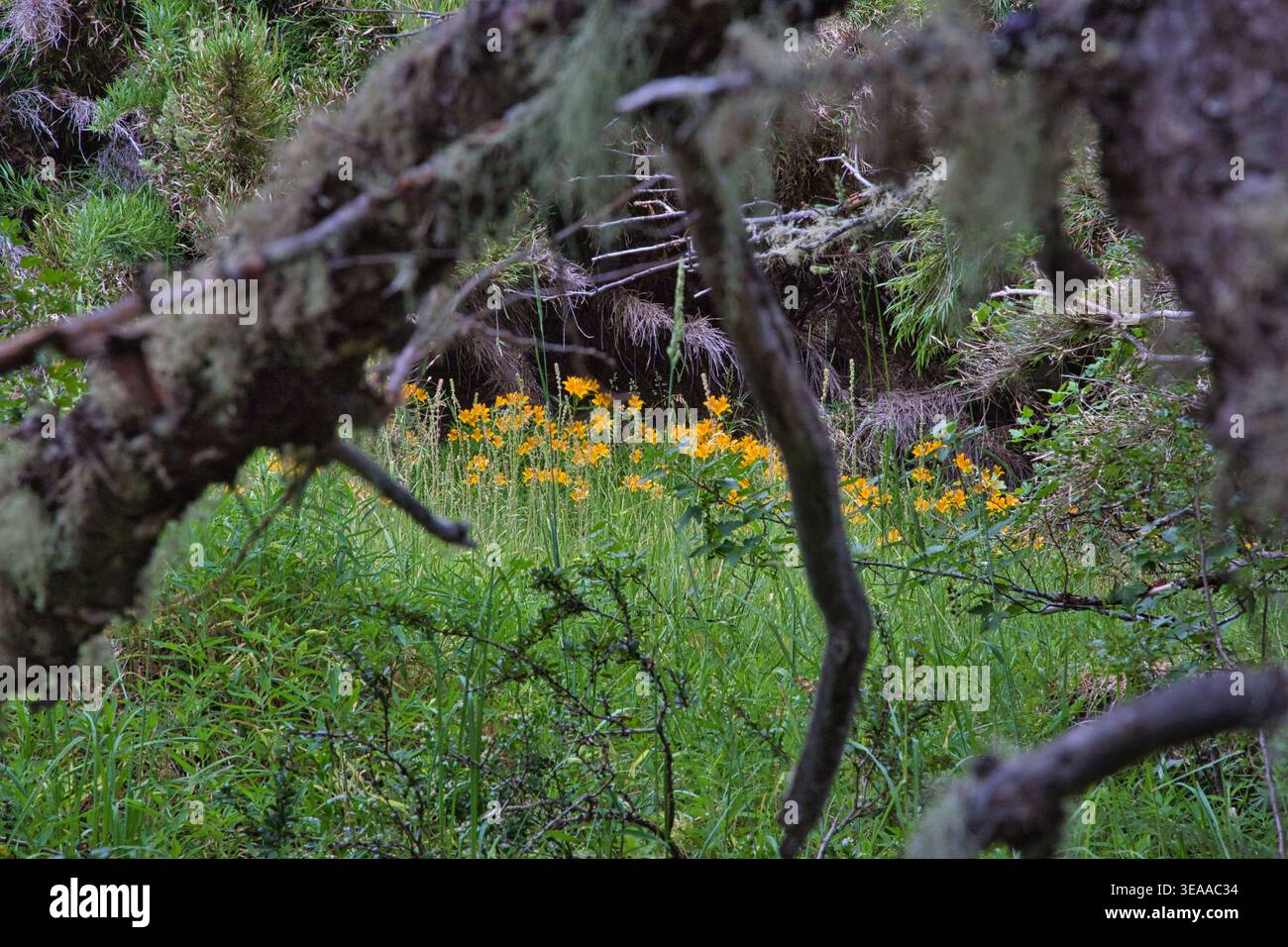 Gelbe Wildblumen in Einer grünen Waldlichtung umrahmt von Baumzweigen Stockfoto