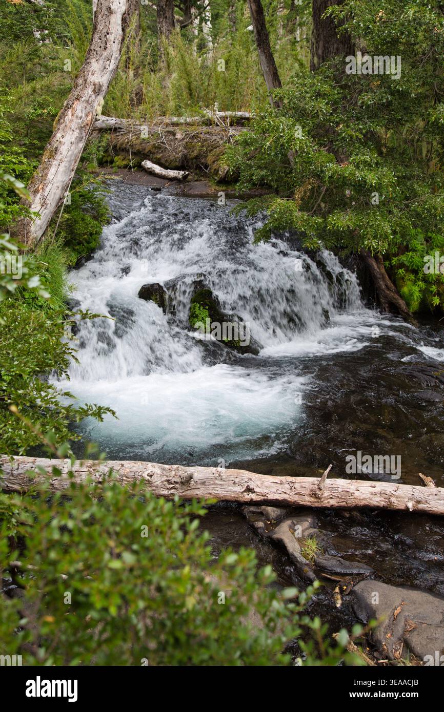 Kleiner Waldstrom Wasserfall, Der Über Felsen Mit Gefallenen Baumstämmen Und Dichter Grüner Vegetation Fließt Stockfoto