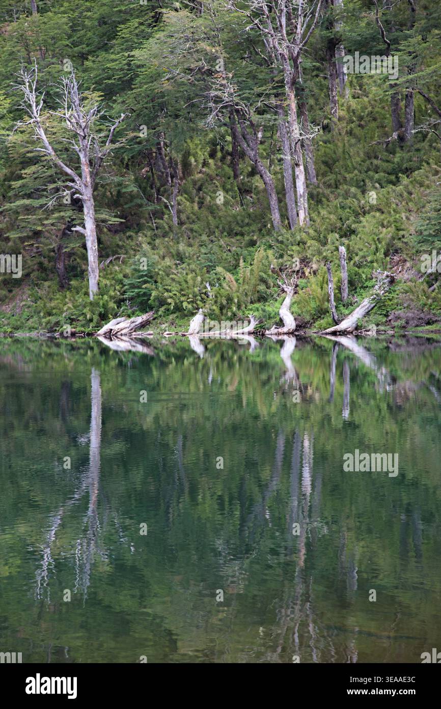 Ruhige Waldküste mit Baumreflexionen auf Einem grünen See Stockfoto