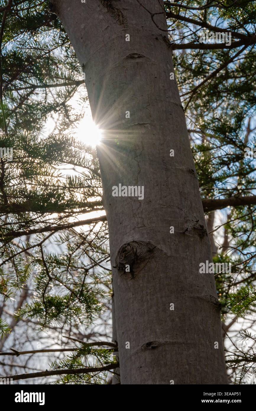 Die Sonne scheint durch die Bäume. Stockfoto