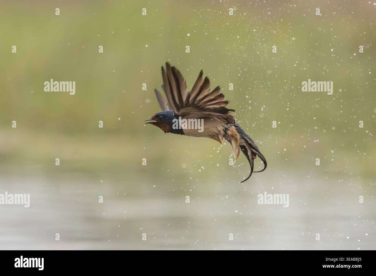 Scheunenschwalbe, Hirundo rustica Stockfoto