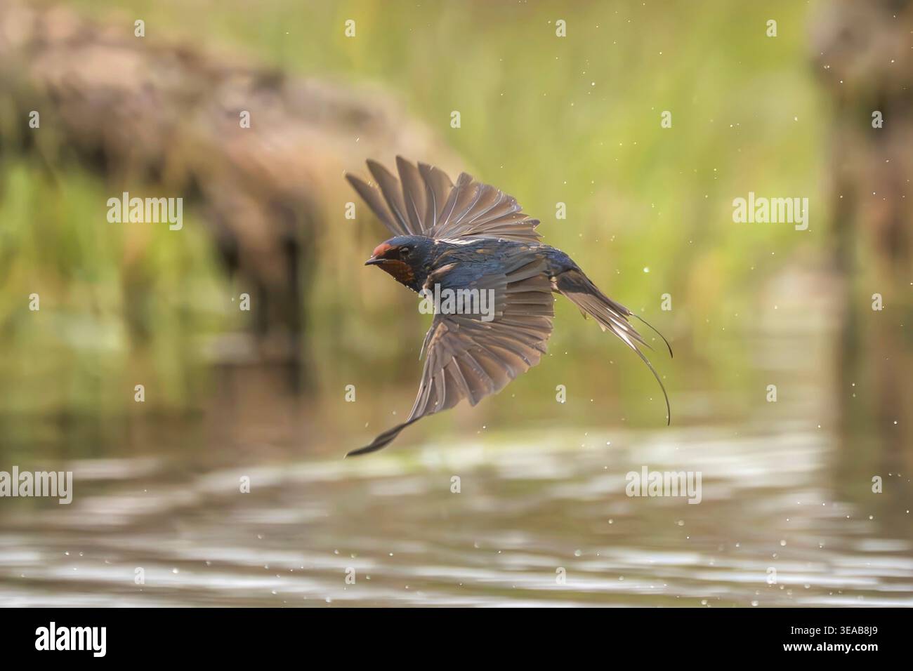 Scheunenschwalbe, Hirundo rustica Stockfoto