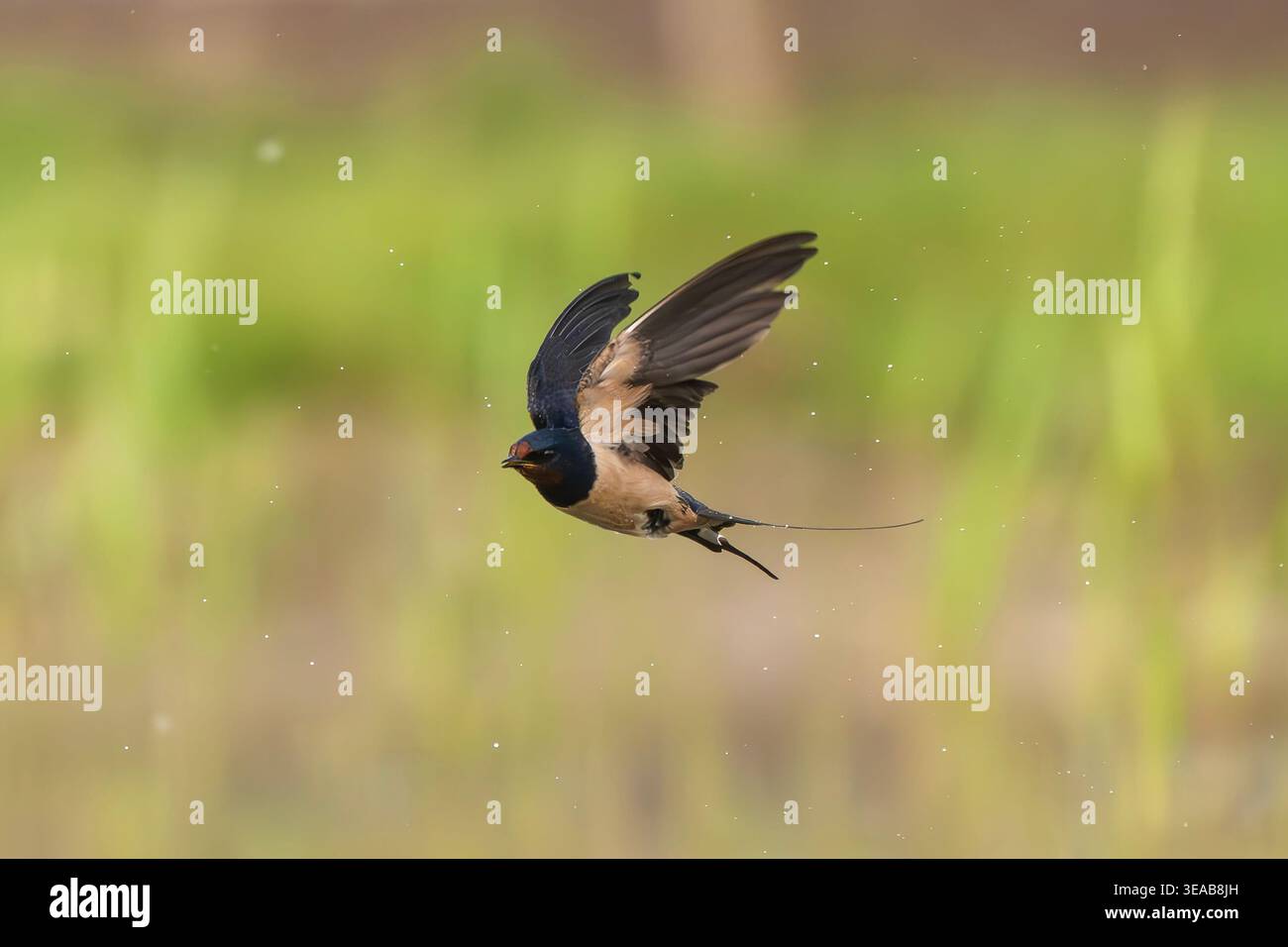 Scheunenschwalbe, Hirundo rustica Stockfoto