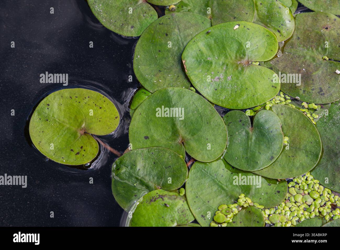 Frogbit-Pflanzen bedecken die Oberfläche des ruhigen Wassers, ihre runden grünen Blätter schwebend anmutig, während kleine Wasserorganismen in der Umgebung vorhanden sein können Stockfoto