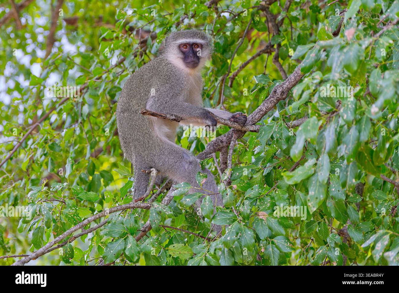 Ein grauer Vervet-Affe (Chlorocebus pygerythrus), der der Kamera gegenüber steht, während er im Kruger-Nationalpark, Südafrika, auf einen Laubbaum klettert Stockfoto