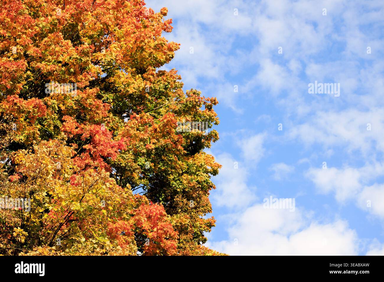 Herbsthintergrund von gelbem und orangenem Laub mit klarem Wetter, Wolkenlandschaft blau Stockfoto