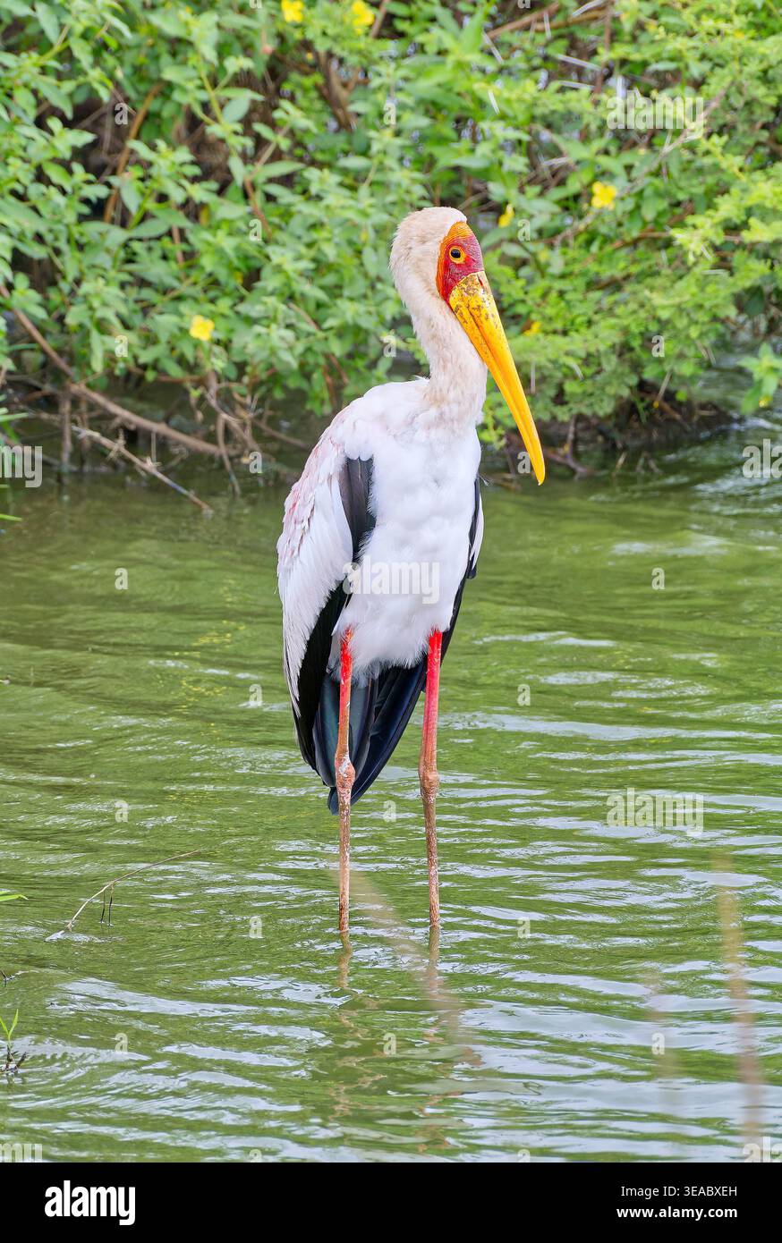 Ein Portrait-orientiertes Bild eines Gelbschnabelstorchs (Mycteria ibis), der in einem grünen Fluss im Kruger-Nationalpark, Südafrika, steht Stockfoto