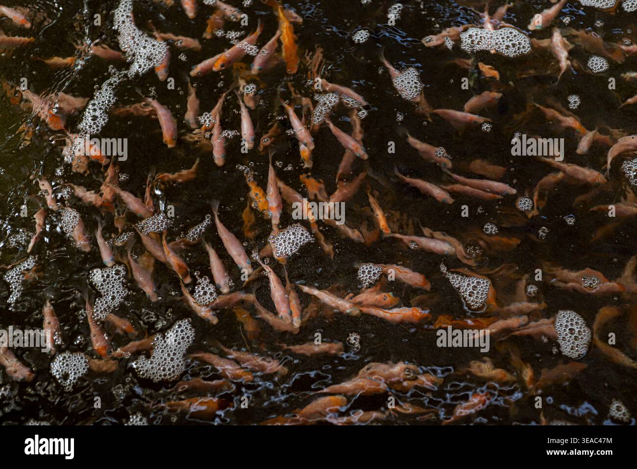 Red Tilapia Fish Schwimmen im dunklen Wasser – Aquakulturzucht, Süßwasserfische, Meeresfrüchte-Industrie, Proteinquelle, Unterwasser Natur Hintergrund Stockfoto