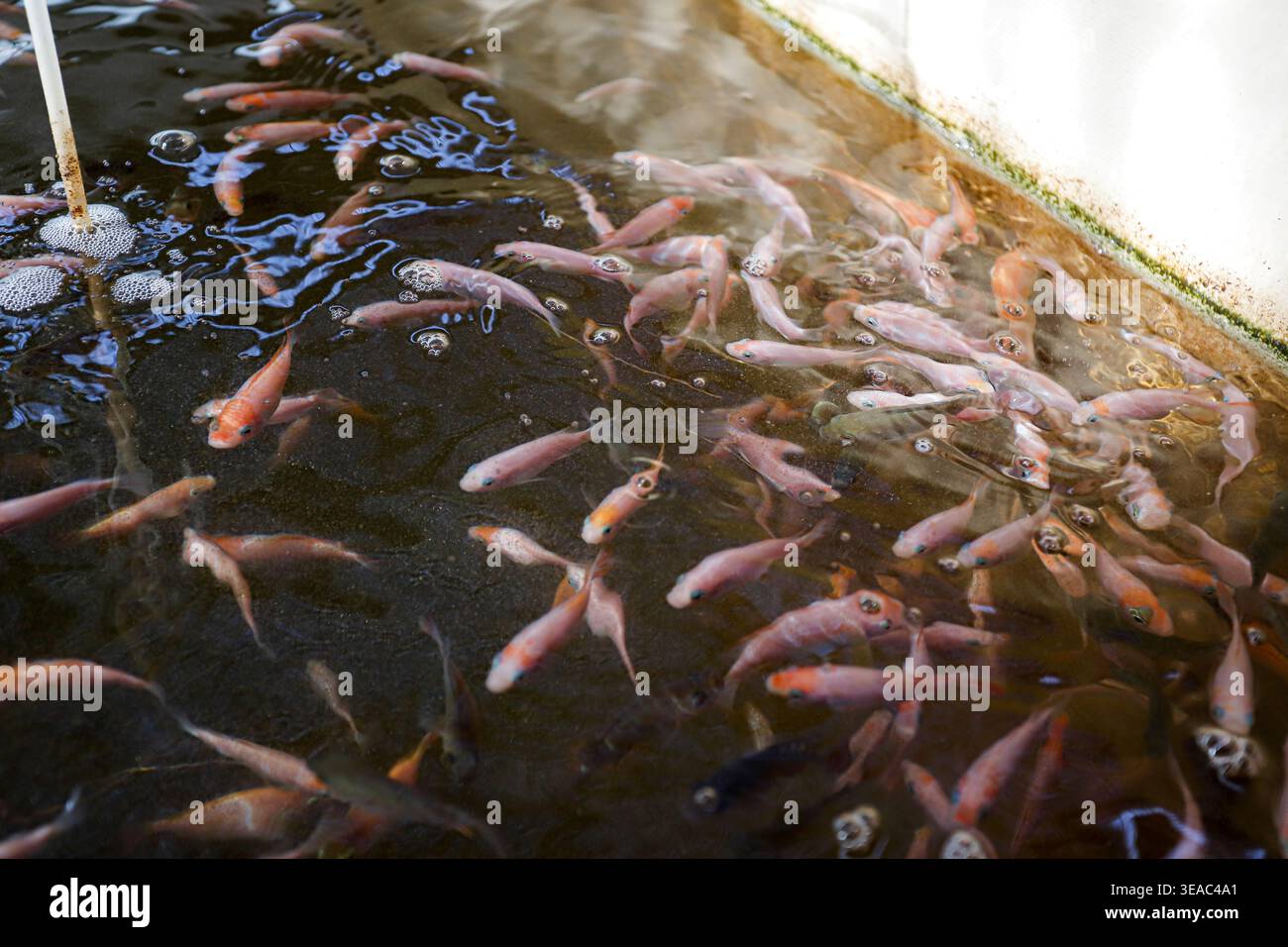 Red Tilapia Fish Schwimmen im dunklen Wasser – Aquakulturzucht, Süßwasserfische, Meeresfrüchte-Industrie, Proteinquelle, Unterwasser Natur Hintergrund Stockfoto