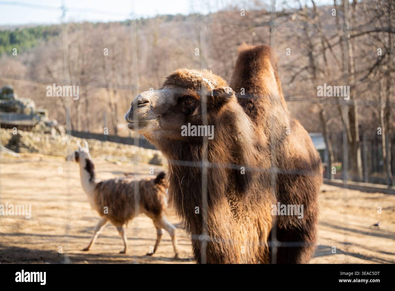 Baktrisches Kamel Camelus bactrianus steht in Zoogehege hinter Zaun mit Lama im Hintergrund. In Gefangenschaft gehaltene Tiere, Tierwelt, Naturschutz. Stockfoto