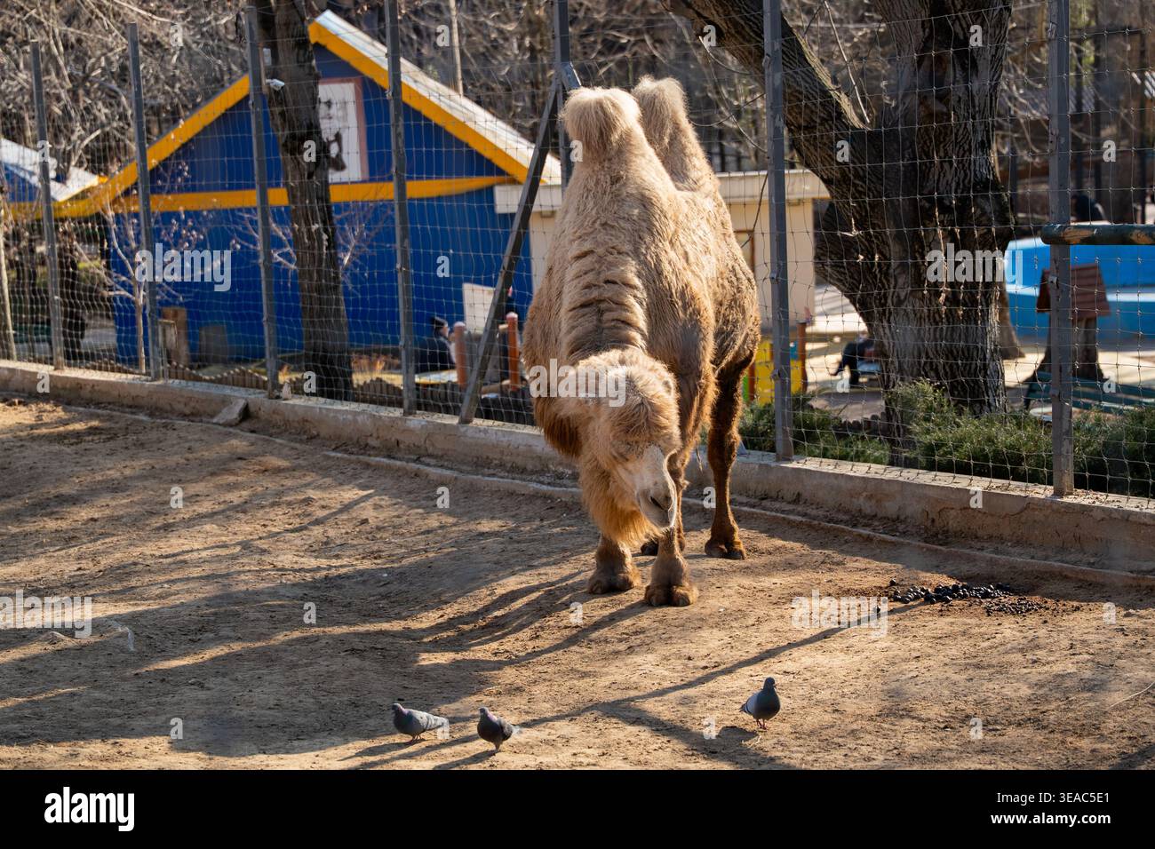 Baktrisches Kamel Camelus bactrianus beugt sich in Zoogehege mit Tauben auf dem Boden in der Nähe des Zauns. Gefangener Tiere, Wildtiere, Futterverhalten. Stockfoto