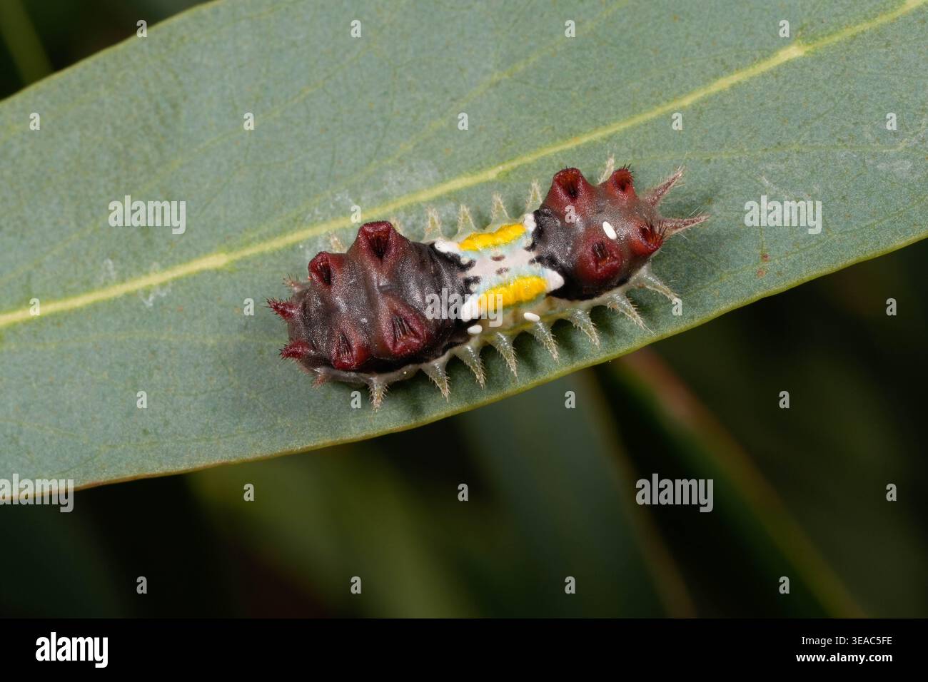 Eine melierte Schälfalter auf Gummiblatt. Stockfoto