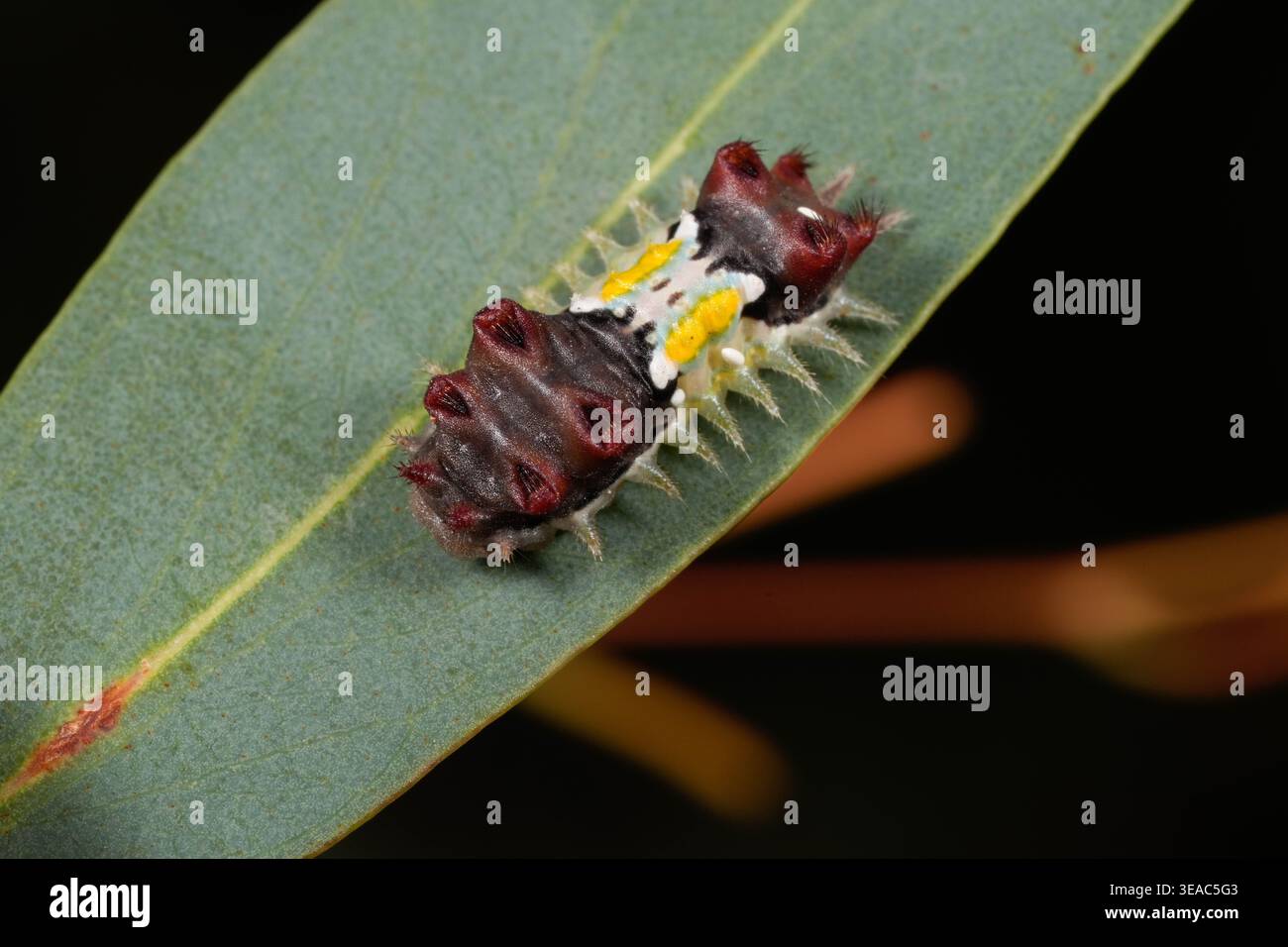 Eine melierte Schälfalter auf Gummiblatt. Stockfoto