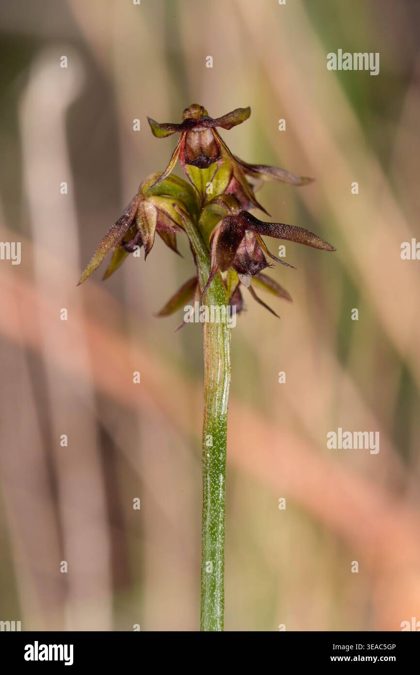Eine Elfin Midge Orchidee in Blume. Stockfoto