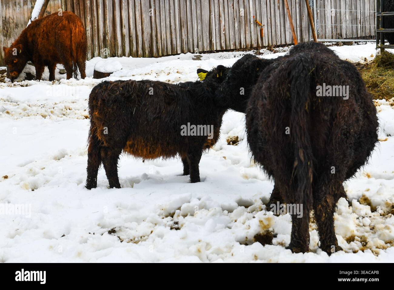 Wollkuh im Schnee Stockfoto