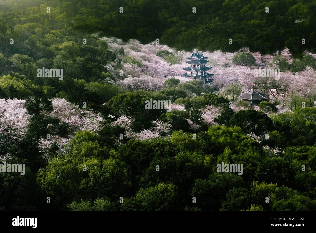 Aus der Vogelperspektive auf eine traditionelle Pagode und Gebäude eingebettet zwischen sanften rosa Blüten und dunkelgrünen Bäumen, Wu Xi Shi, Jiang Su Sheng, China. Stockfoto