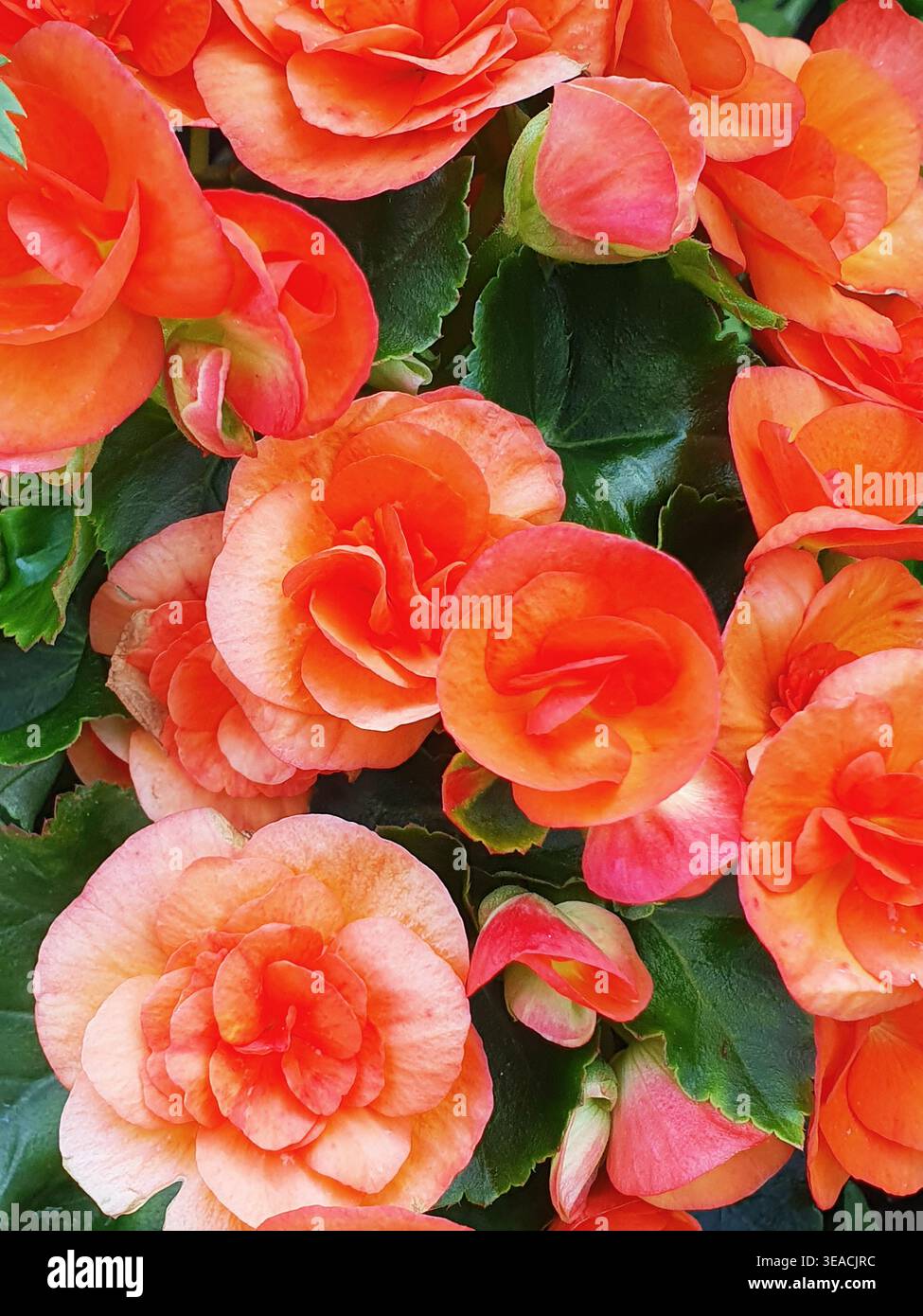 Eine üppige, detailreiche Nahaufnahme von blühenden Elatior- oder tuberösen Begonien mit leuchtenden Aprikosen-, Lachs- und Orangentönen. Das Bild zeigt t Stockfoto