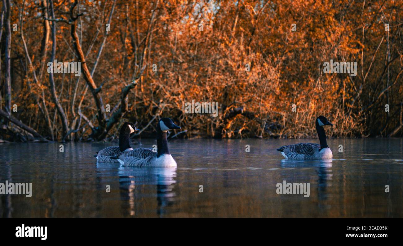 Kanadiengänse schwimmen auf einem See Stockfoto