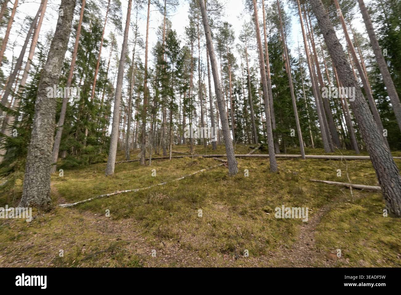 Kiefernwald mit moosigem Boden und sanftem Tageslicht. Stockfoto