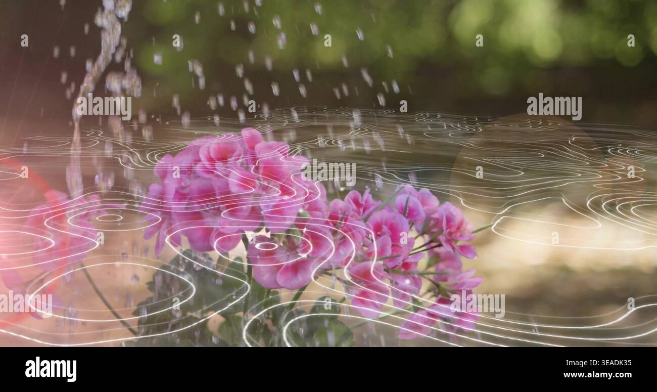 Glitzernder rosafarbener Blumenstrauß, der fallende Wassertropfen im Garten fängt, mit weißem Wellenüberzug Stockfoto